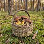 Apvali grybų pintinė su baravykais ir voveraitėmis ant samanų pušyne, šalia peilis