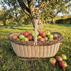 Didelė ovali turgaus pintinė su rankena, pilna obuolių, ant žolės po obelimi rudens sode