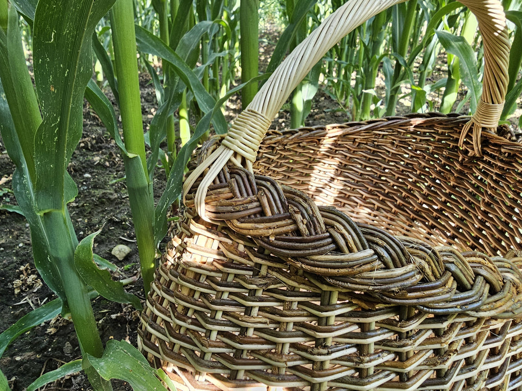 Iš arti: kasele pintas kraštas ir lenkta rankena tarp aukštų žalių kukurūzų stiebų