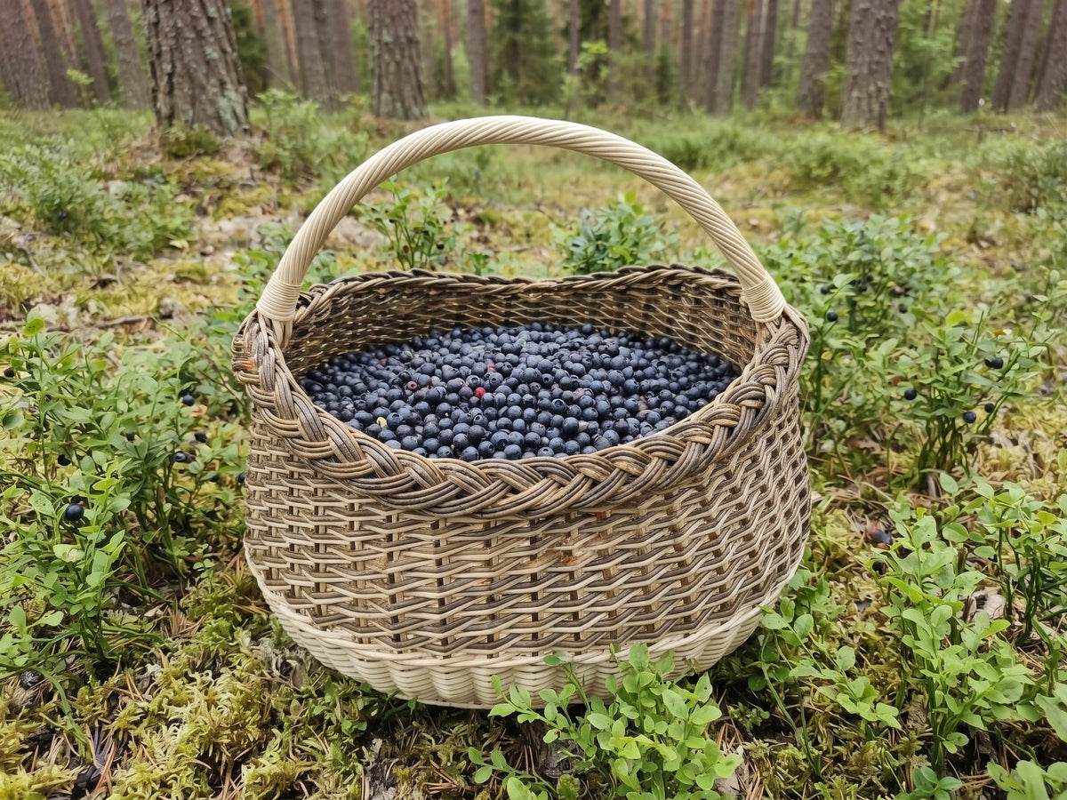 Gili pintinė uogoms, pilna miško mėlynių, tarp mėlynių kerų pušyne