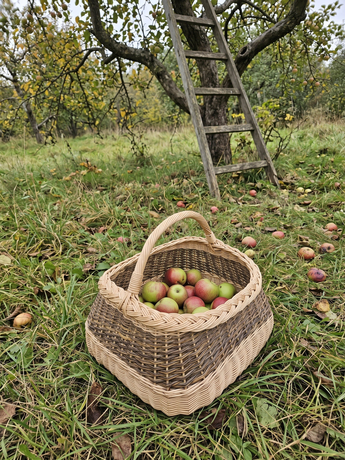 Kvadratinė vytelių pintinė su lanko formos rankena, pilna ką tik nuskintų obuolių, ant žolės sode po medinėmis kopėčiomis