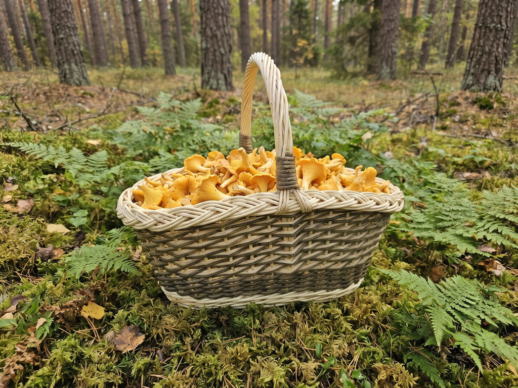 Ovali grybų pintinė su aukšta rankena, pilna voveraičių, ant samanų ir paparčių pušyne