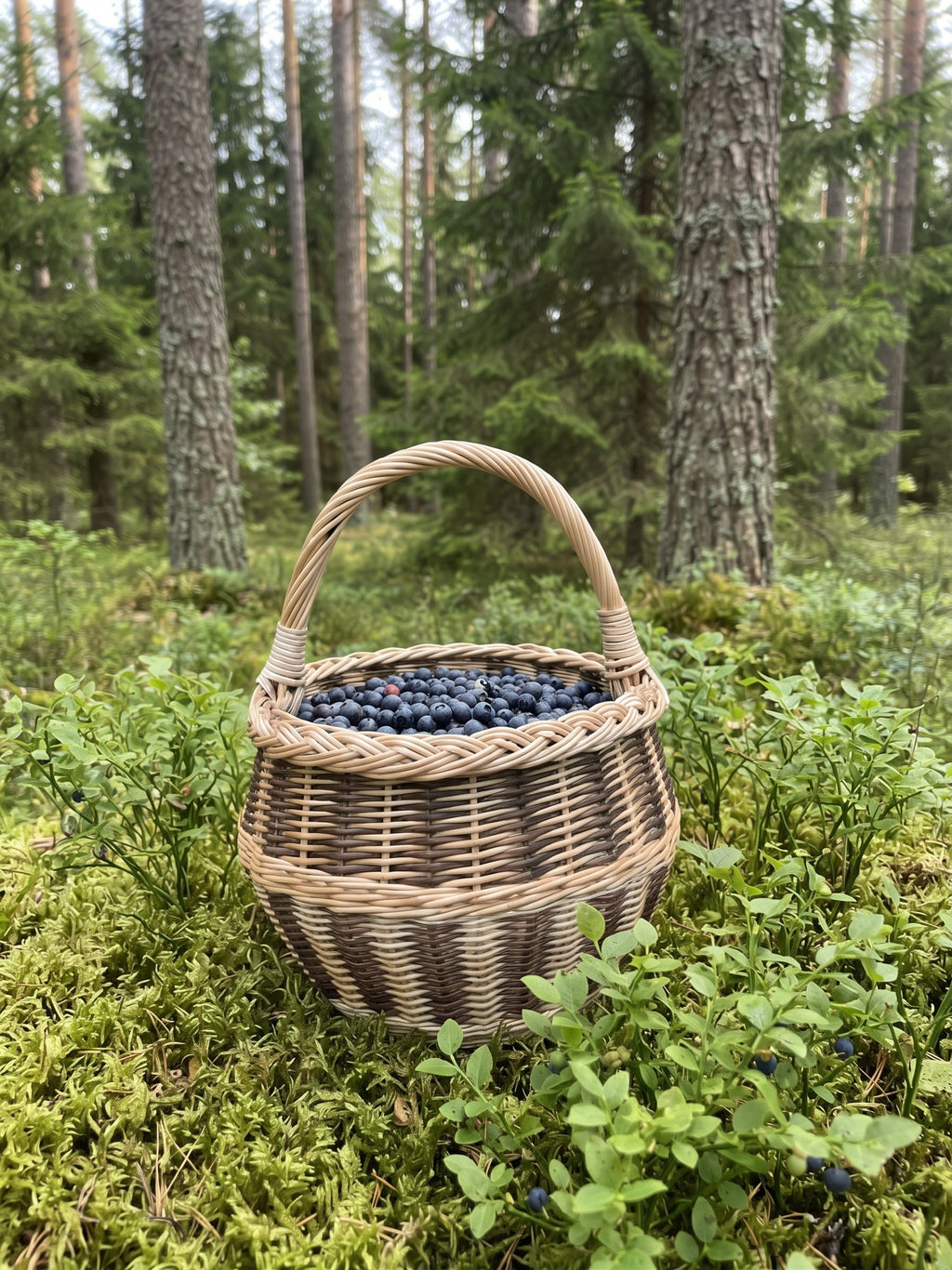 Maža vytelių pintinė su rankena, pilna šviežių mėlynių, ant samanų pušyne