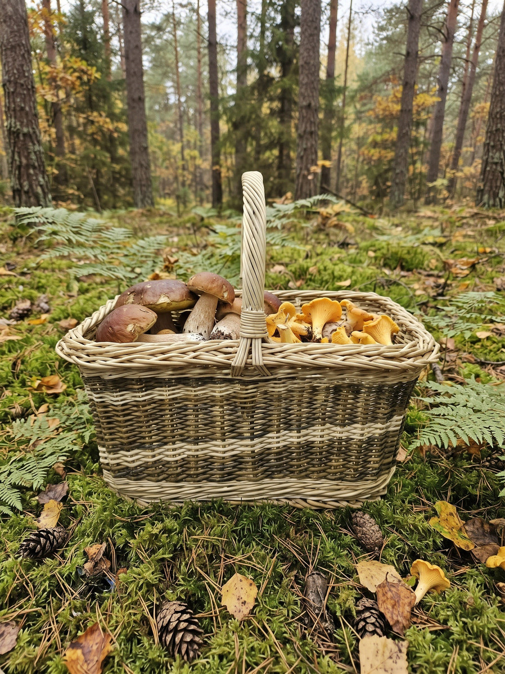 Stačiakampė pintinė su aukšta rankena, pilna voveraičių ir baravykų, ant samanų pušyne