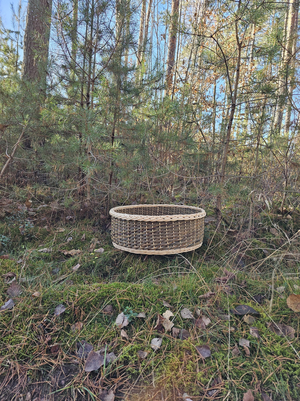 Apvalus guolis katei ant žolės ir nukritusių lapų pušyno laukymėje – matyti, koks jis platus ir žemas