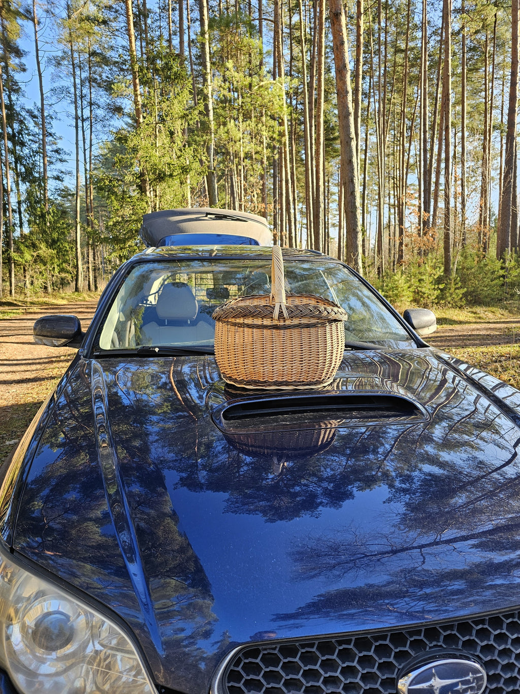 Pintinė ant tamsiai mėlyno automobilio kapoto tarp pušų – akimirka iš grybavimo išvykos