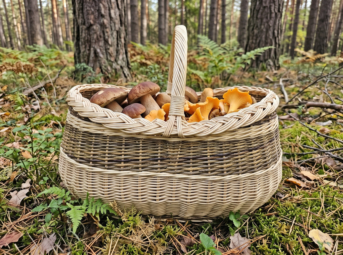 Didelė grybų pintinė su rankena, pilna baravykų ir voveraičių, ant miško paklotės tarp paparčių