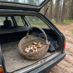 Didelė grybų pintinė su susukta rankena, pilna ką tik rastų baravykų, atviroje automobilio bagažinėje pušyne
