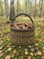 Grybų pintinė su rankena, pilna baravykų, ant samanų ir lapų rudens beržyne