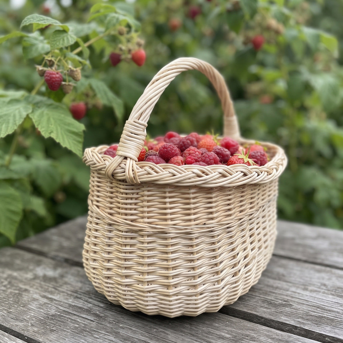 Pintinė su kasele pintu kraštu, pilna šviežių aviečių, ant sodo stalo prie aviečių krūmo