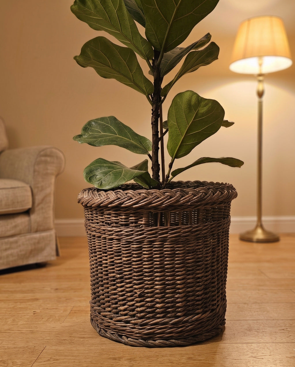 Didžioji vytelių pintinė ant grindų su lyrinio fikuso vazonu jaukioje svetainėje prie šviestuvo