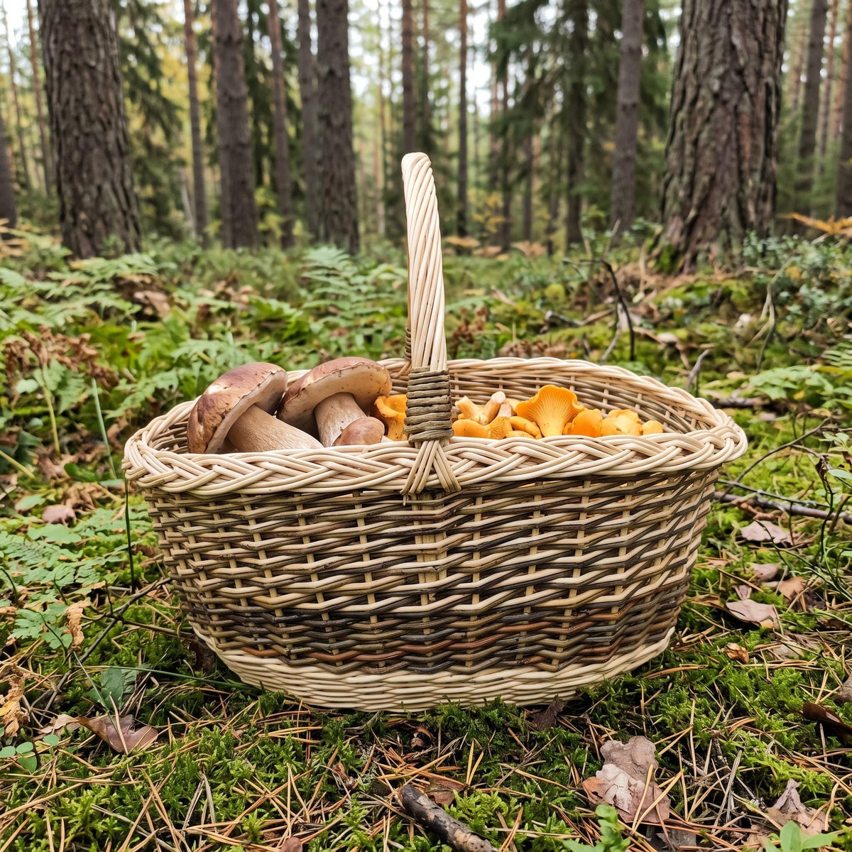 Grybų pintinė su baravykais ir voveraitėmis ant samanų pušyne