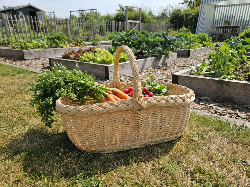Handwoven wicker vegetable trug with carrots and radishes standing on grass in an allotment garden with raised beds behind