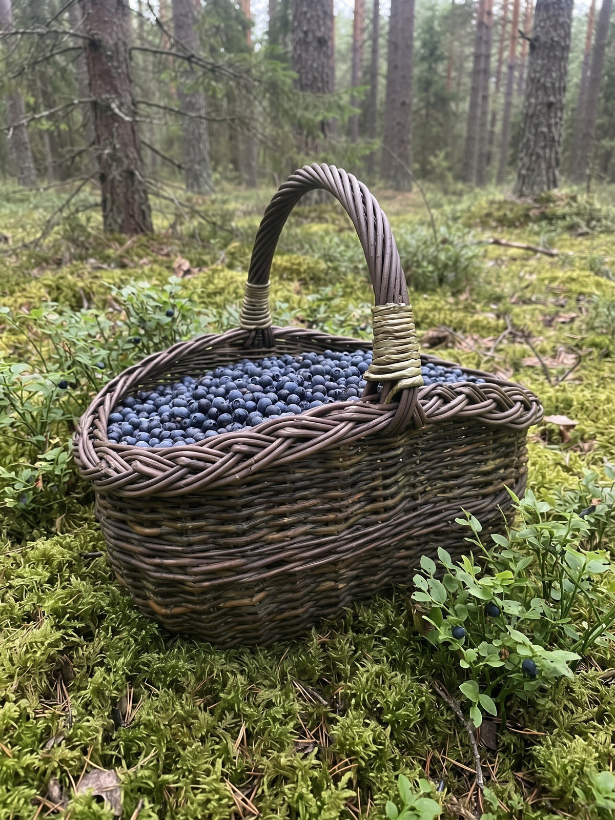 Maža ovali pintinė su rankena, pilna mėlynių, ant samanų pušyne tarp mėlynių kerų