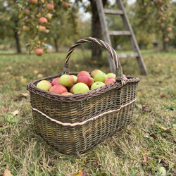 Großer rechteckiger Holzkorb mit hohem gedrehtem Henkel voller frisch gepflückter Äpfel auf dem Rasen im Obstgarten
