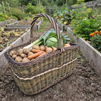 Large wicker harvest basket with handle full of potatoes, carrots, leeks and cabbage between raised vegetable beds
