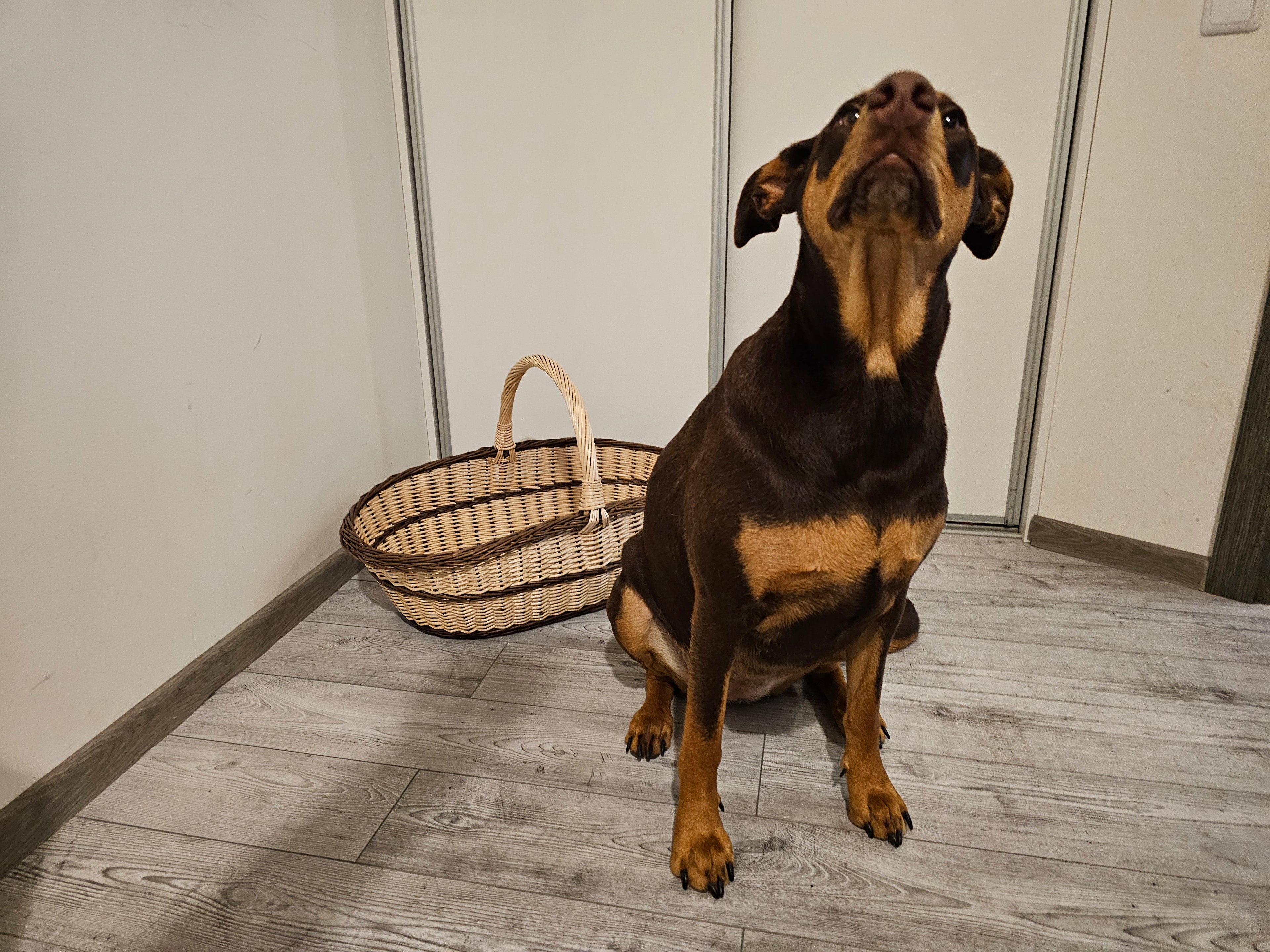 Didelė pintinė 004b