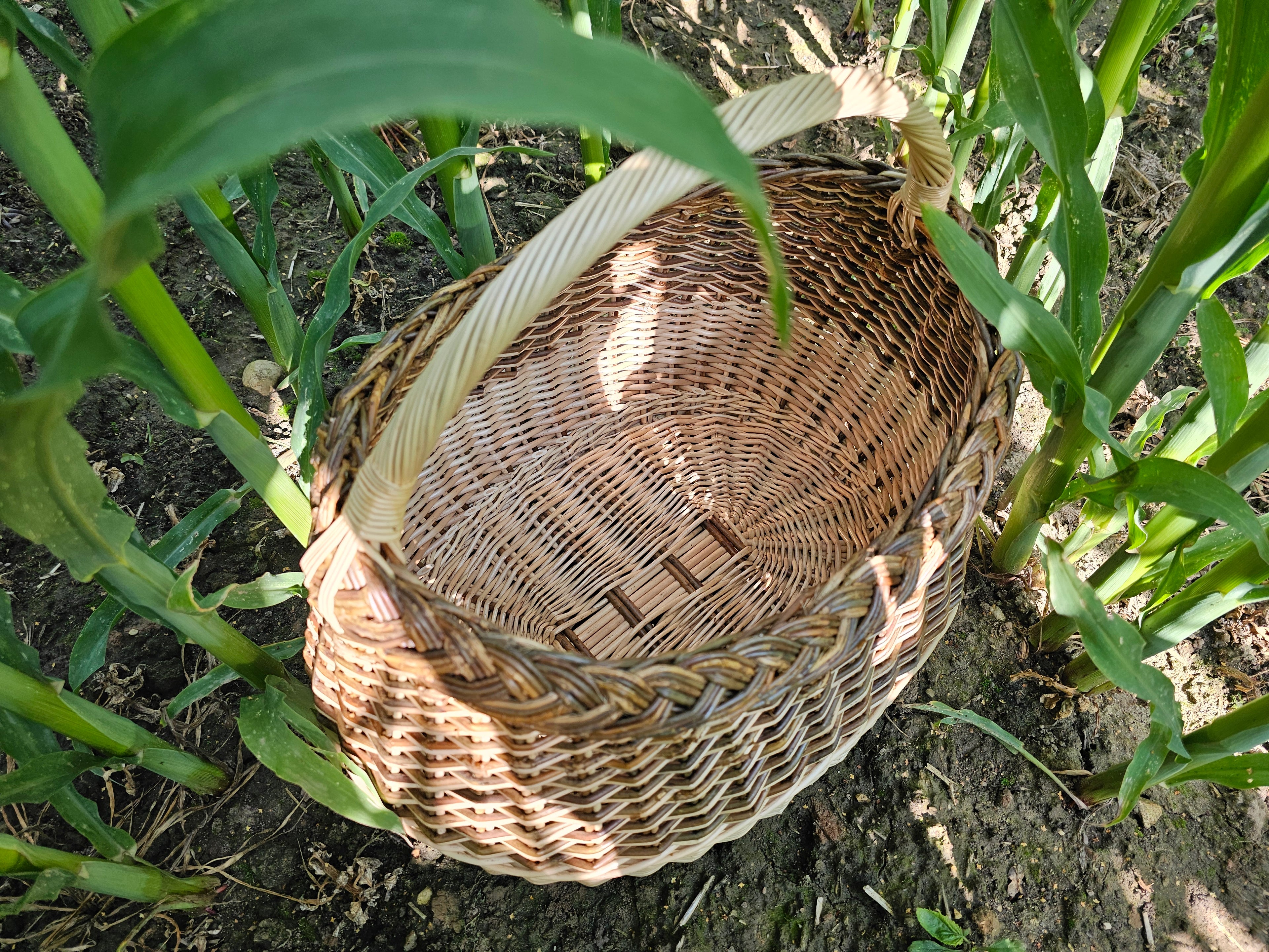 Pintinė 015r
