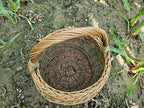 Vazoninė pintinė