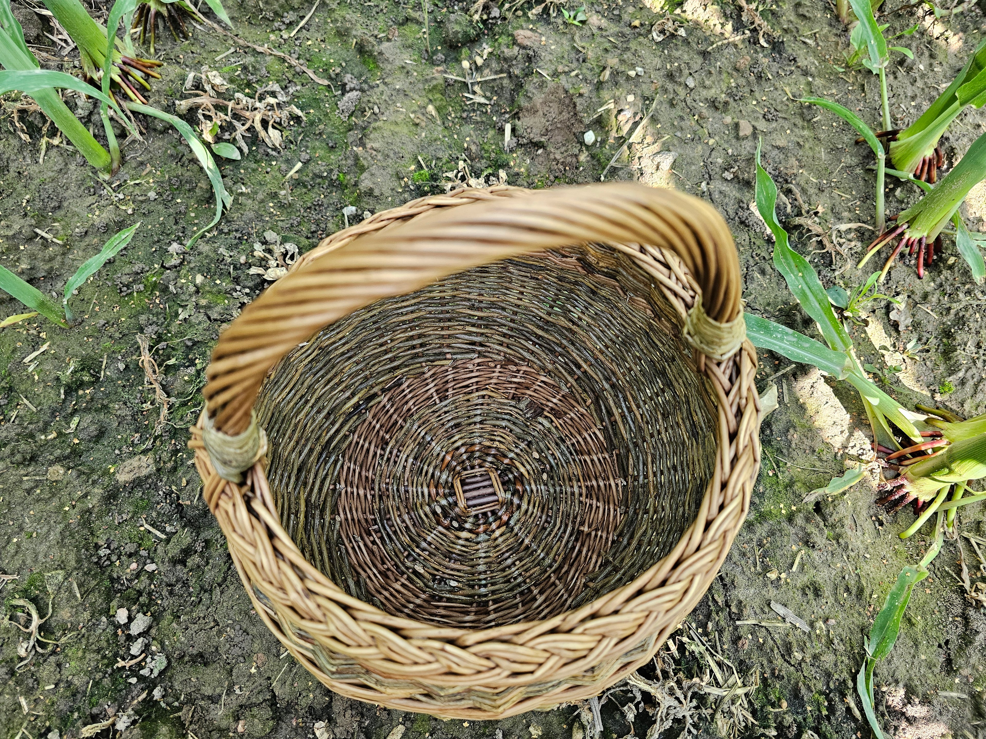 Pintinė 049b