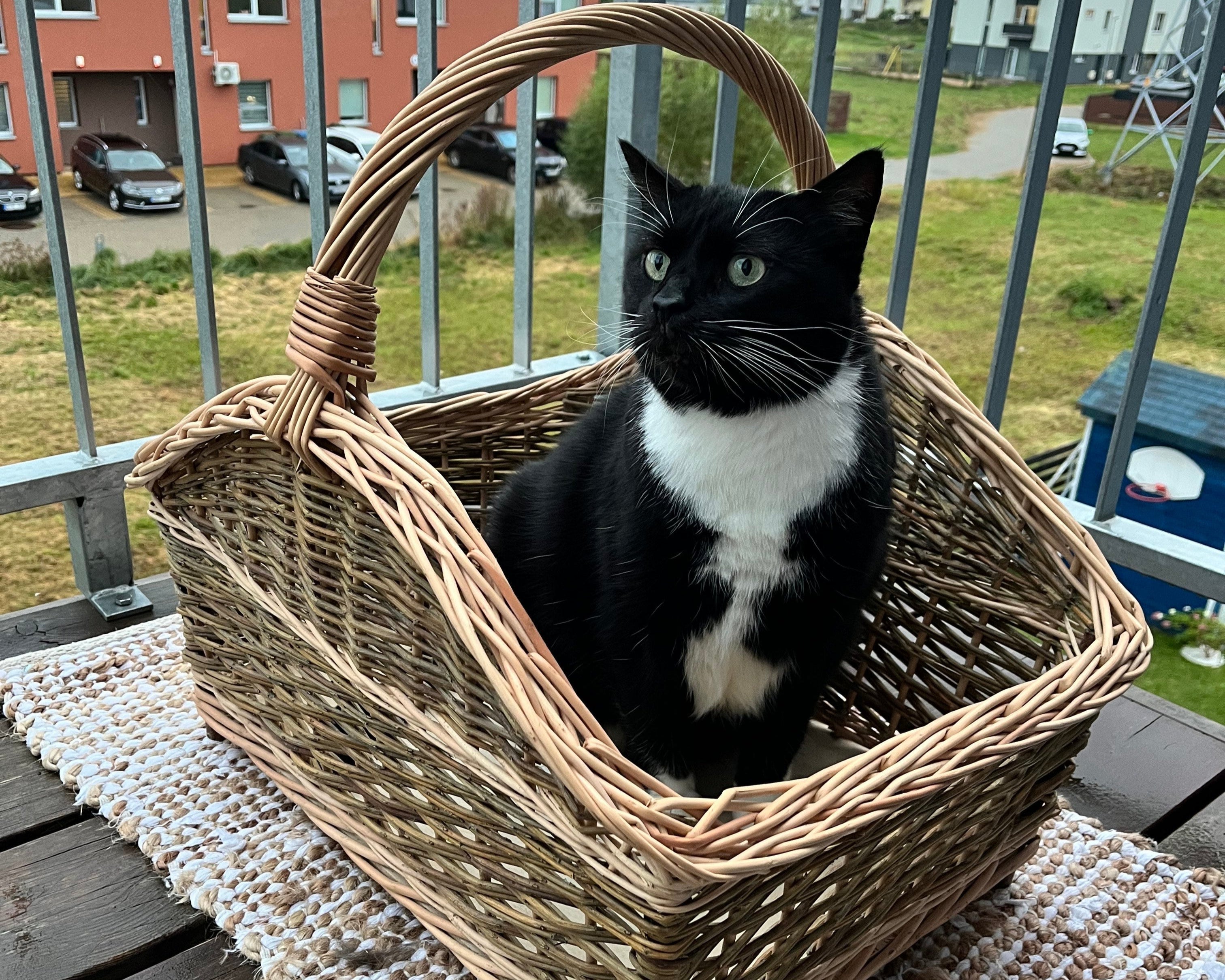 Black and white cat sitting in a woven basket on a balcony with a view of buildings and cars.