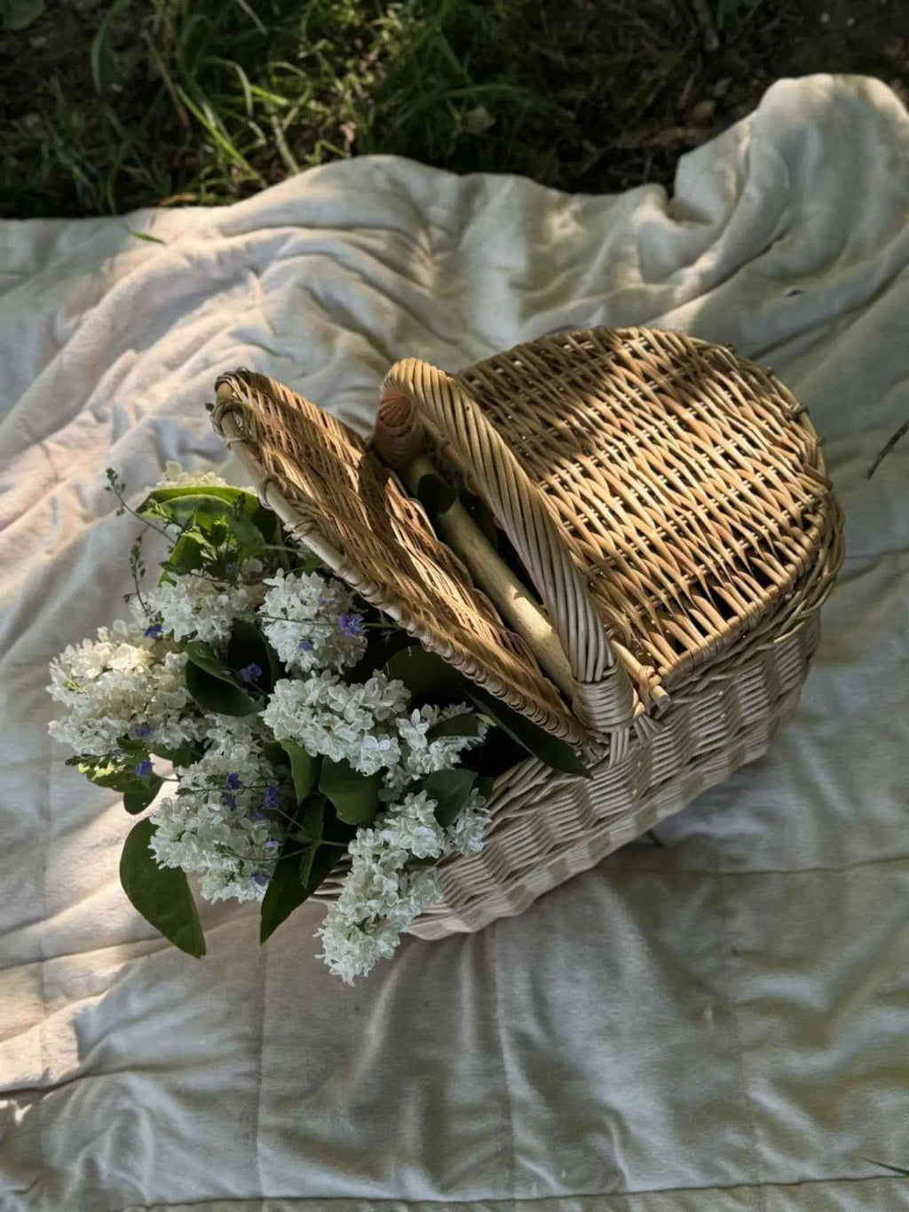 Pikniko pintinė vienu atvertu dangčiu, pilna baltų gėlių ir žalių lapų, ant balto pledo žolėje