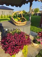 Extra - Large Willow Trug – Handwoven Two - Tone Rustic Harvest Basket - NaturelyWoven