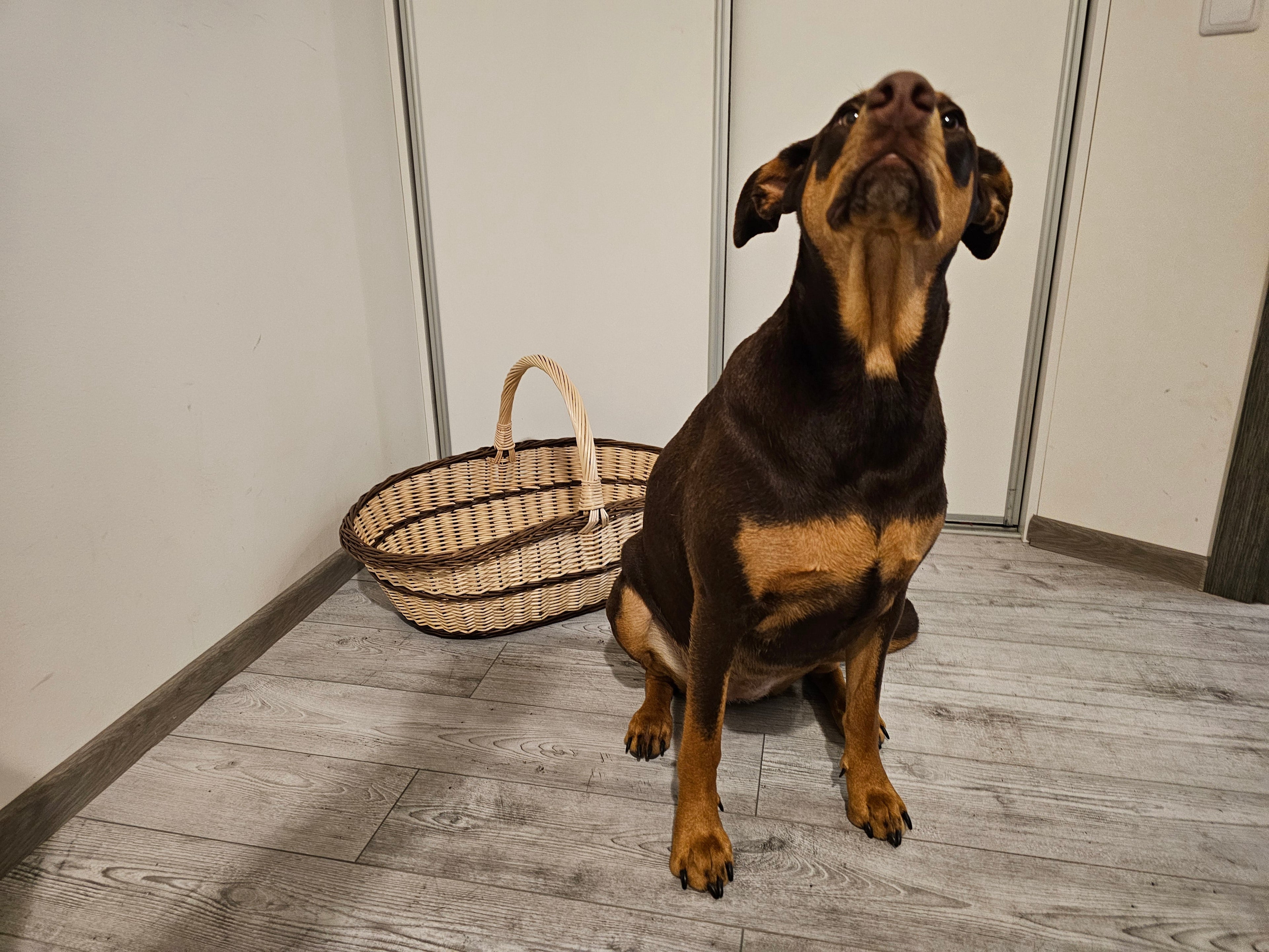 Ypač didelė auksinė malkų pintinė — vytelių pintinė, 5 nuotrauka