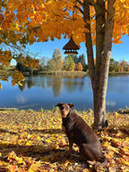 Wicker bird feeder 016b - NaturelyWoven wicker - handmade