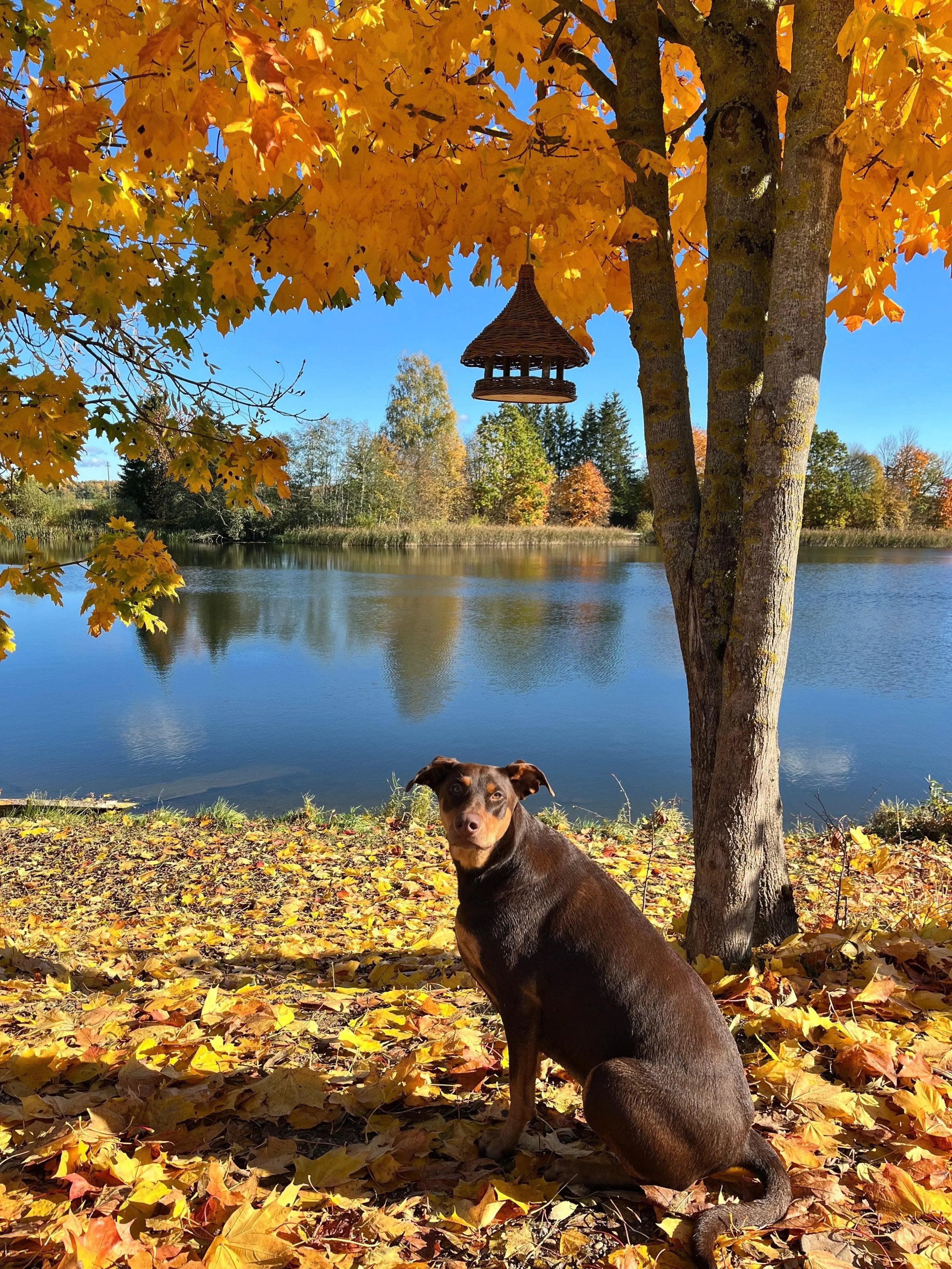 Wicker Bird Feeder - Hanging Willow Roof Garden Feeder - NaturelyWoven