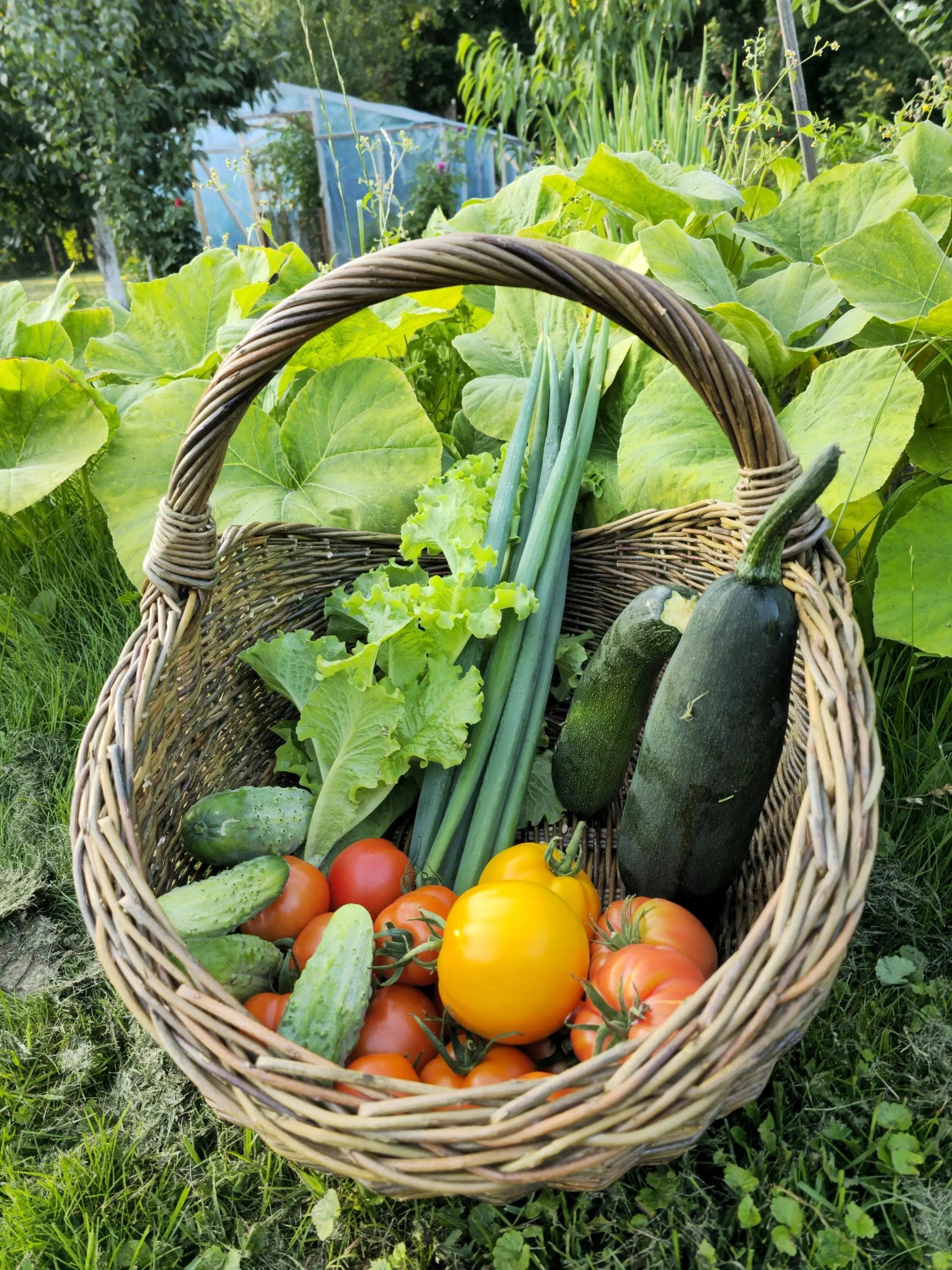 Handwoven Wicker Basket - Natural Foraging Basket for Harvesting & Mushroom Picking - NaturelyWoven
