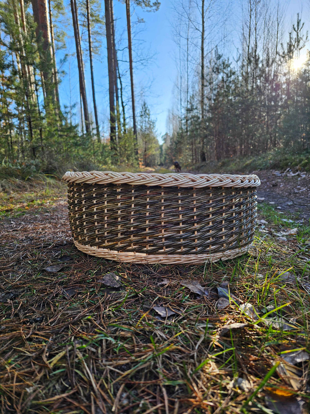 Apvalus guolis su kasele pintu kraštu ant miško tako tarp pušų rudens saulėje