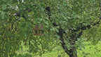 Tall Bell-Roof Willow Bird Feeder — product video
