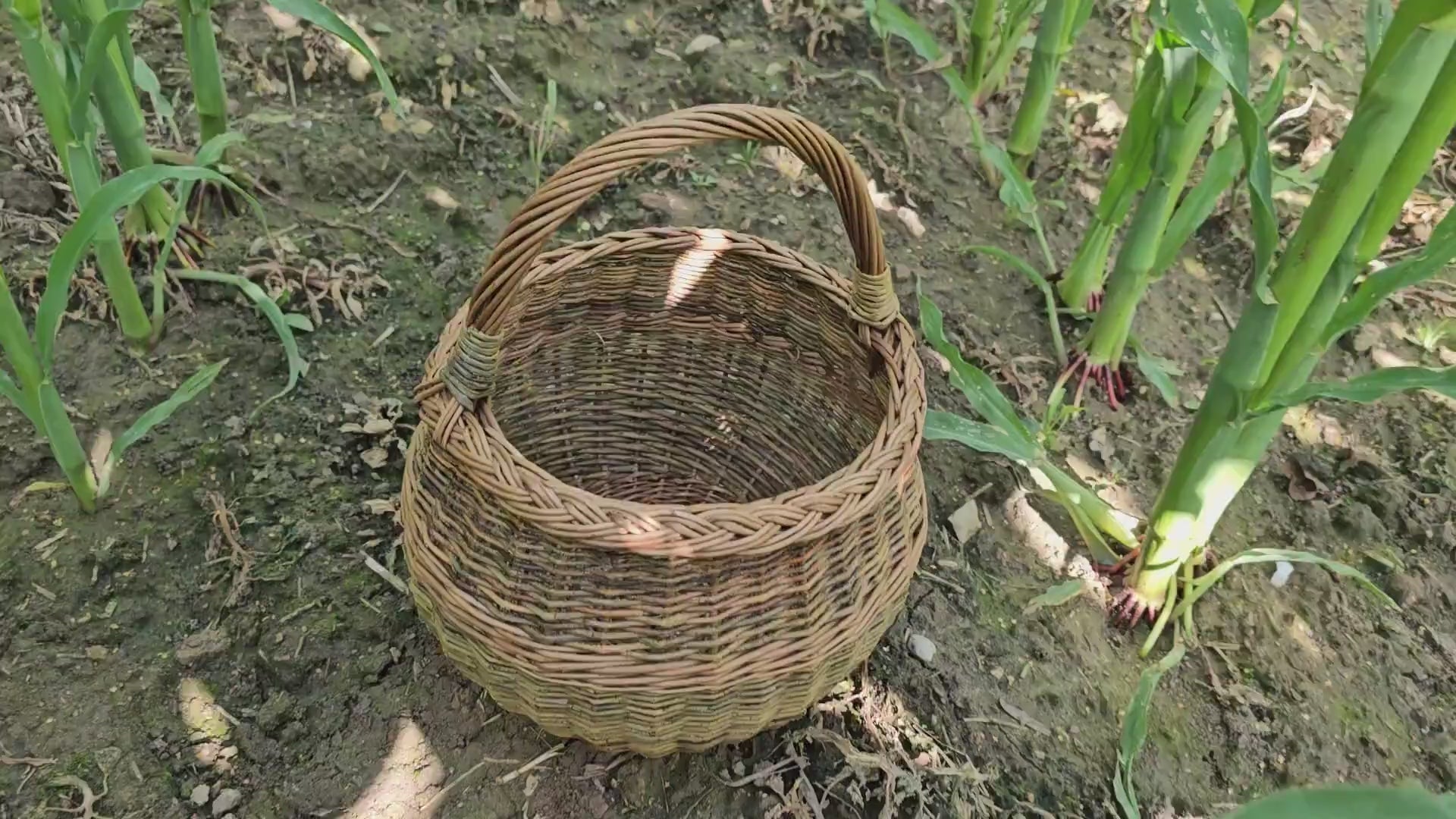round-willow-gathering-basket