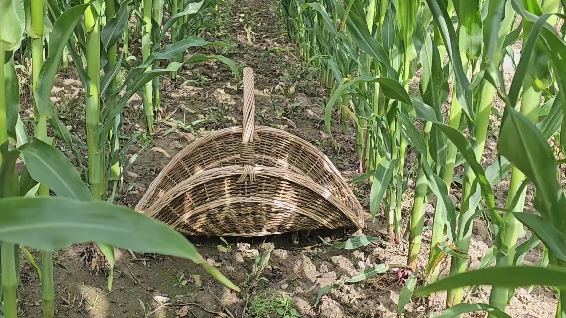 unpeeled-willow-flower-basket