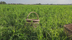round-willow-basket-with-arched-handle