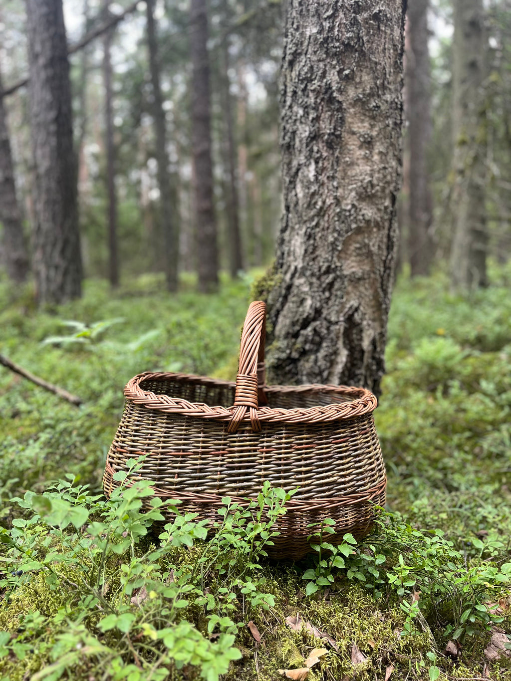 Apvali derliaus pintinė su pintu apvadu — vytelių pintinė, 7 nuotrauka