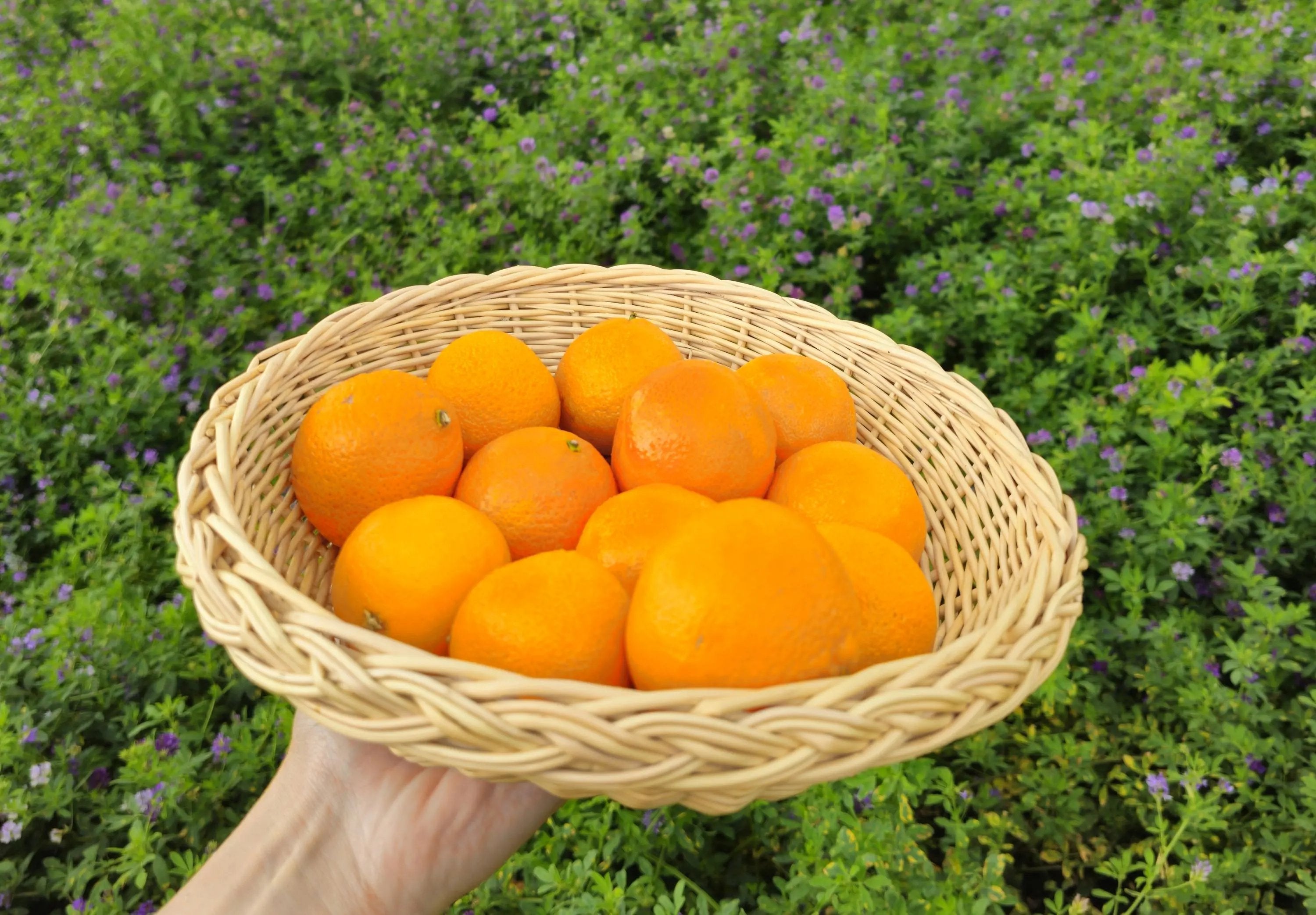 Rustic Wicker Plate – Handwoven Round Basket | Natural Willow Serving Tray - NaturelyWoven