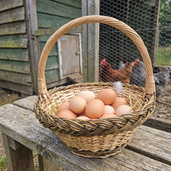 Small round egg gathering basket with a twisted handle full of fresh hen eggs on a wooden bench by a chicken coop with hens behind