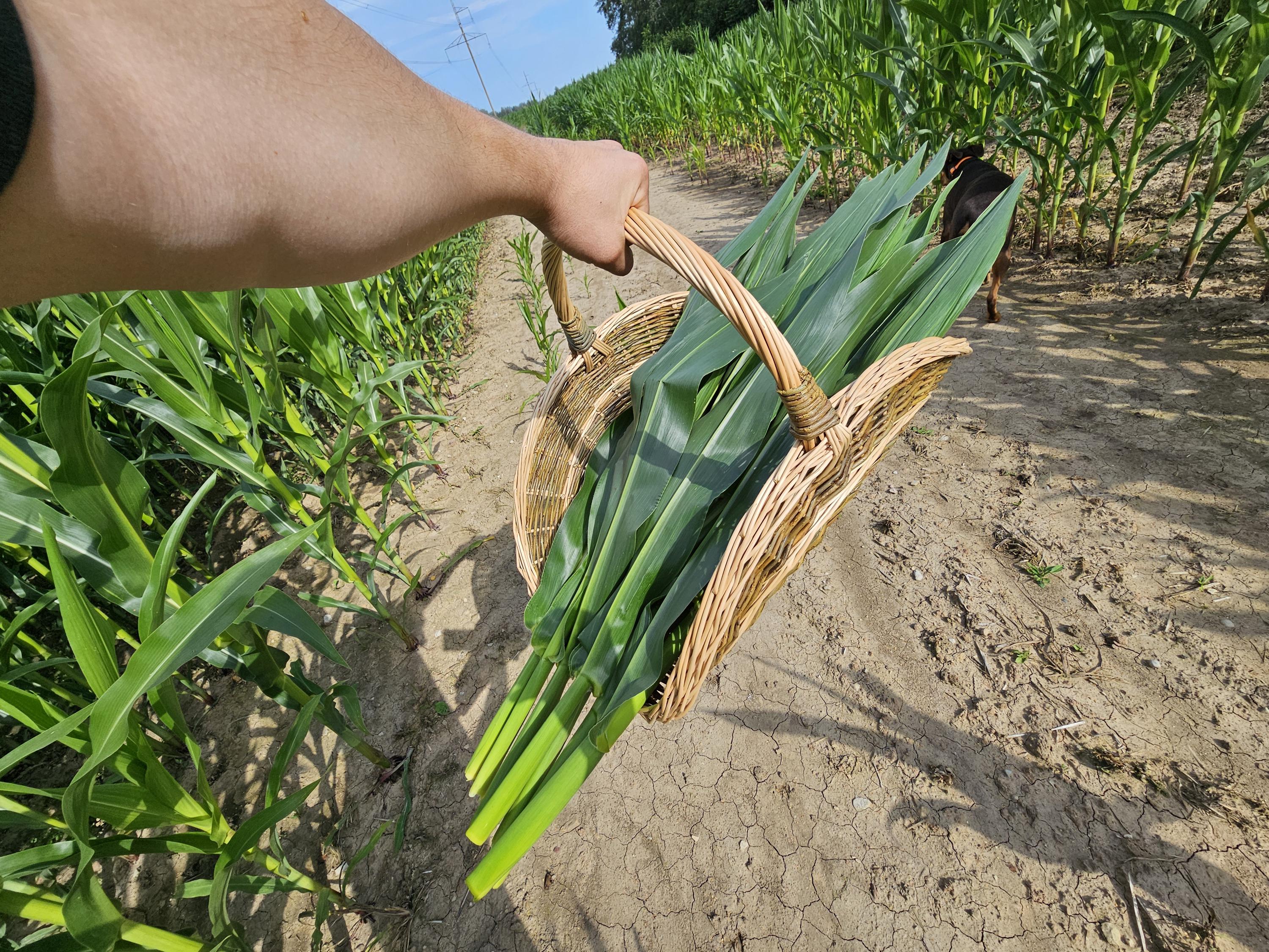 Didelė gėlių pintinė iš nežievintos vytelės — gėlių pintinė, 18 nuotrauka