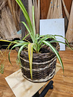 Wicker flower pot 043r - NaturelyWoven wicker - handmade