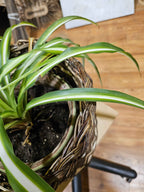 Wicker flower pot 043r - NaturelyWoven wicker - handmade