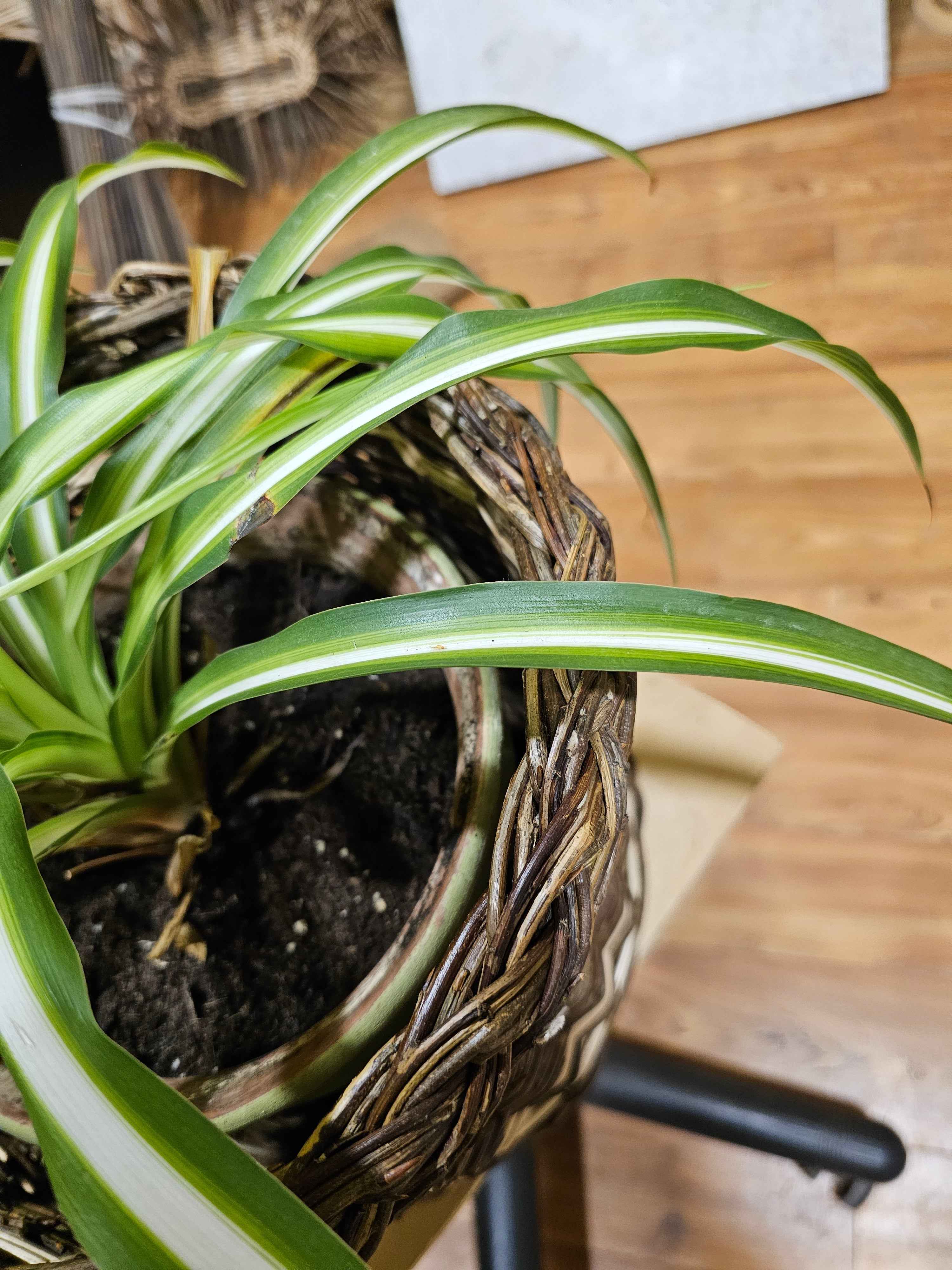 Wicker flower pot 043r - NaturelyWoven wicker - handmade