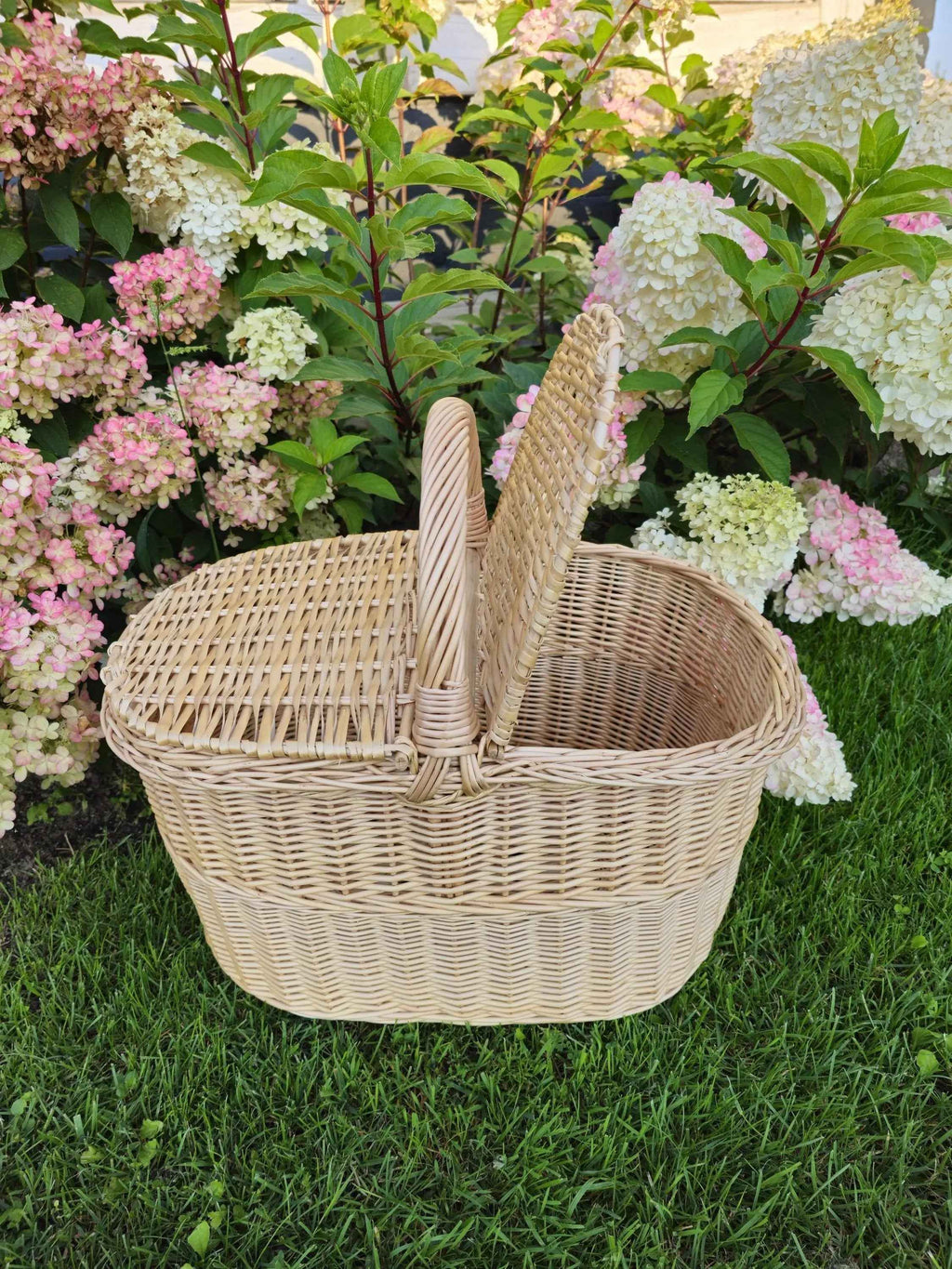 Pikniko pintinė ant sodo vejos, vienas dangtis praviras, aplink žydinčios hortenzijos