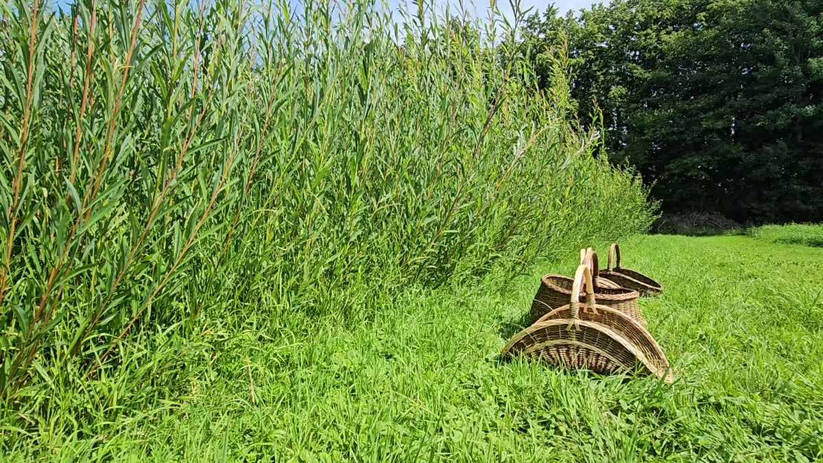 Willow we grow ourselves