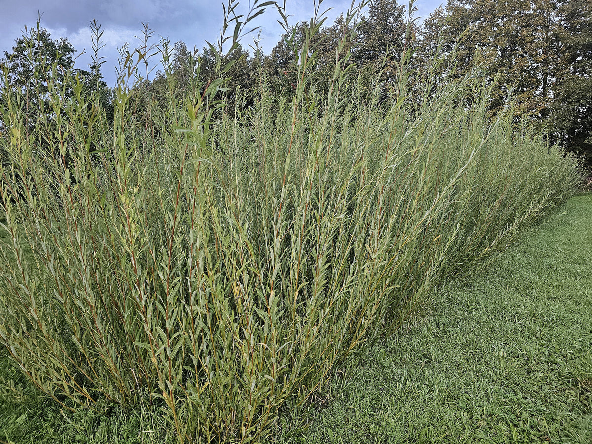 We grow the willow